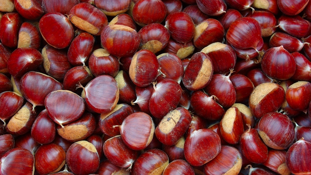Harvested chestnuts.