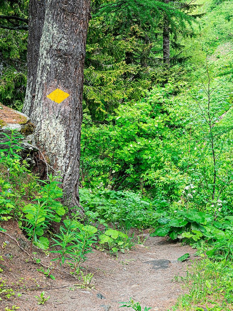 Gelbe Wanderwegmarkierung an einem Baum