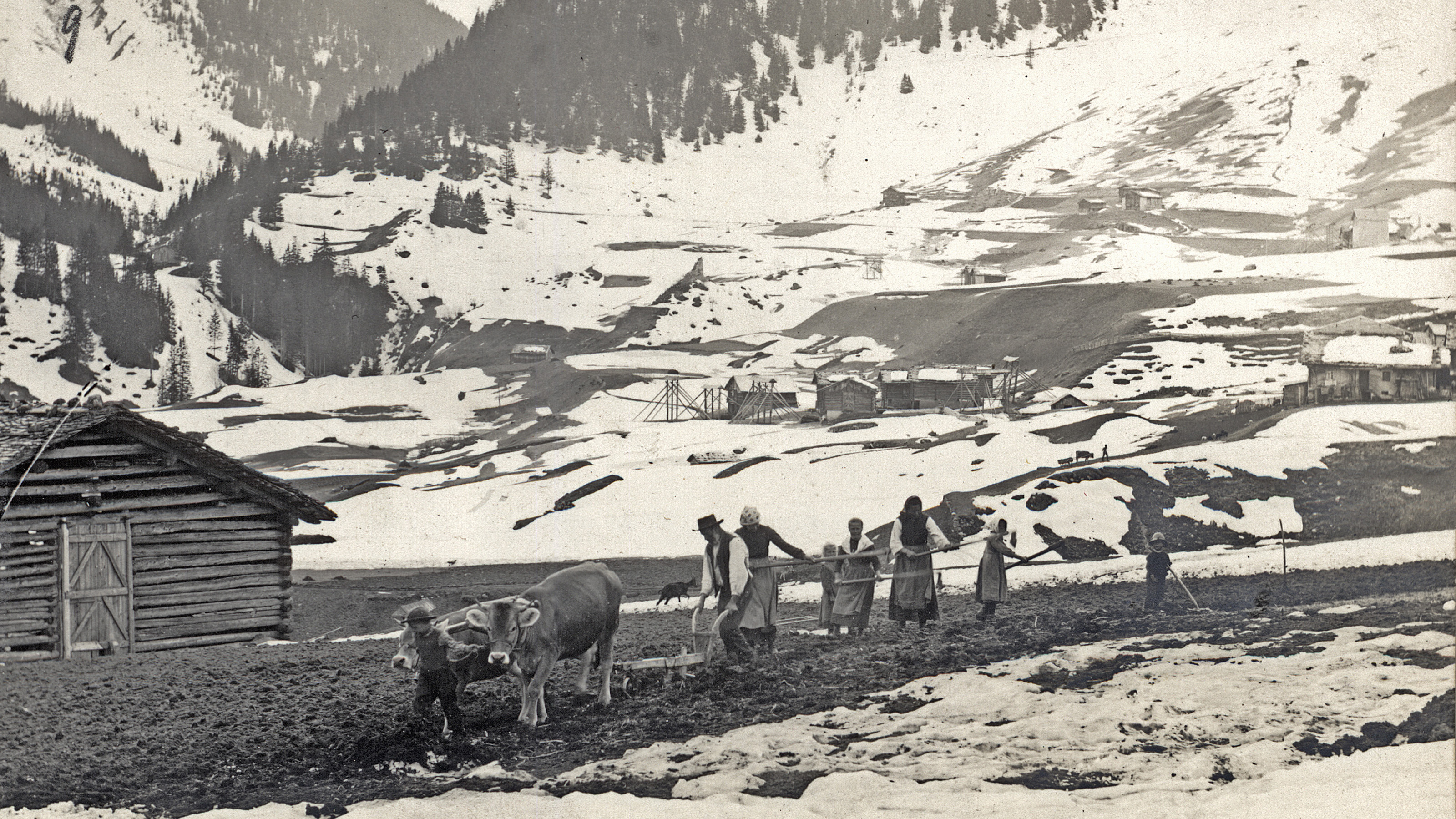 Fotografie von Sedrun im Jahr 1915. Bauern mit Vieh im Vordergrund. Im Hintergrund sind Kornhisten zu erkennen.