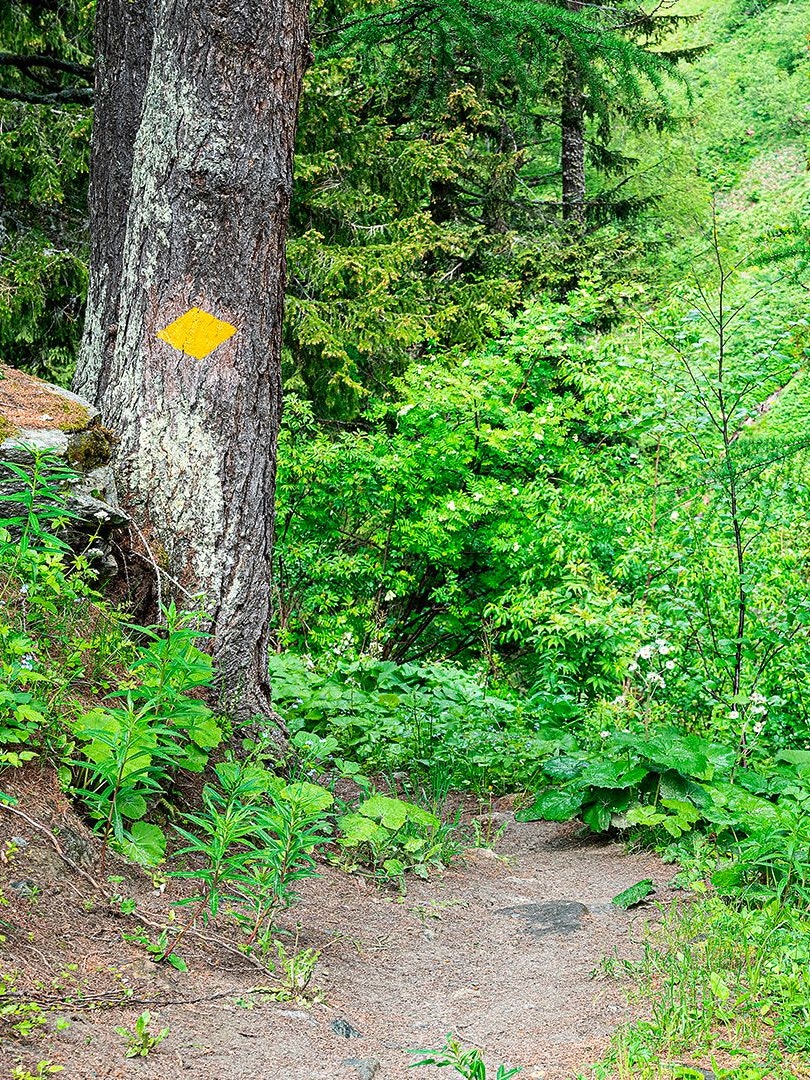Balisage jaune sur un arbre
