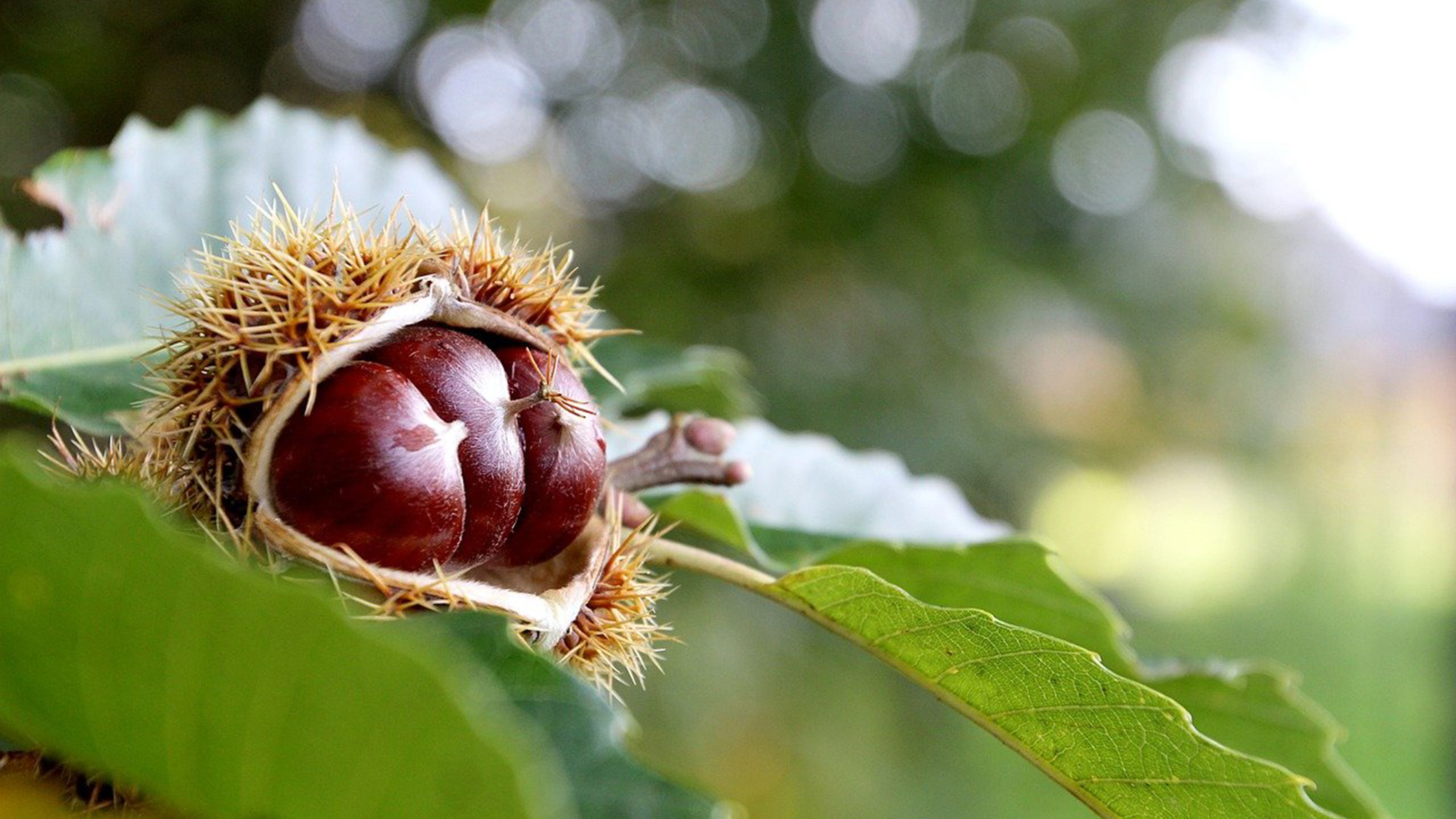 Frutto di castagno aperto su un ramo, poco prima della raccolta.